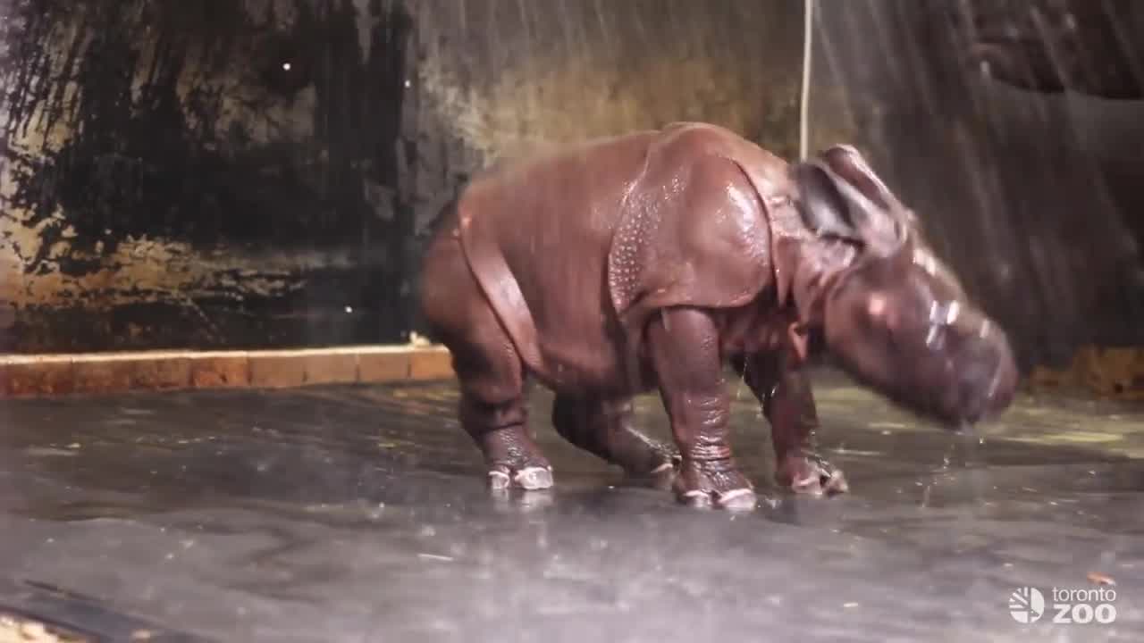rhino_383657
