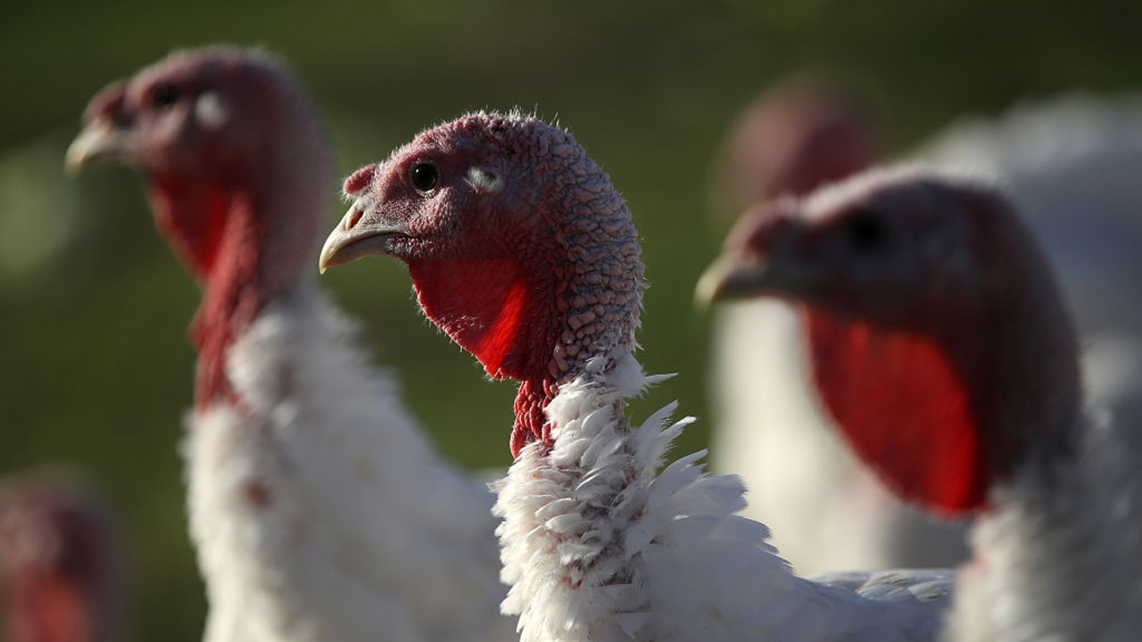 turkey_377578
