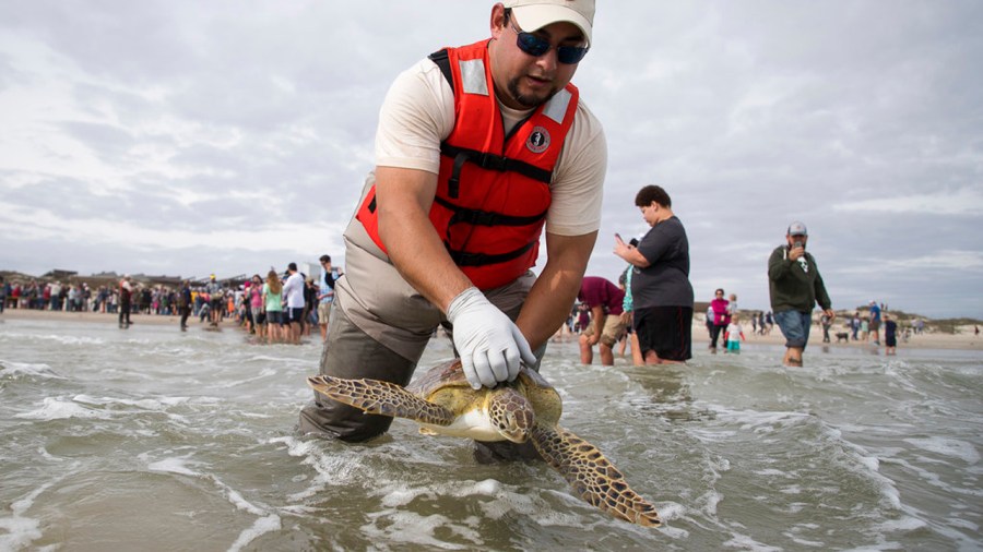 Turtle Release_377594
