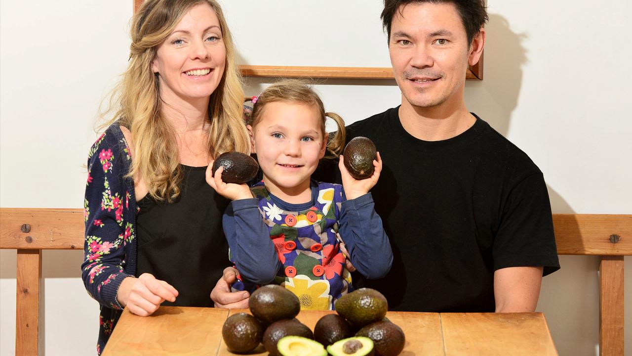 013118-avocados1280x720-recovered_385078
