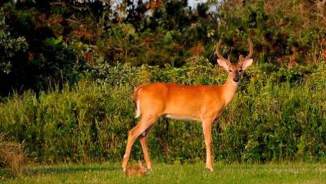 11-16-deer_313294