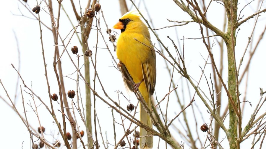 cardinal_397629