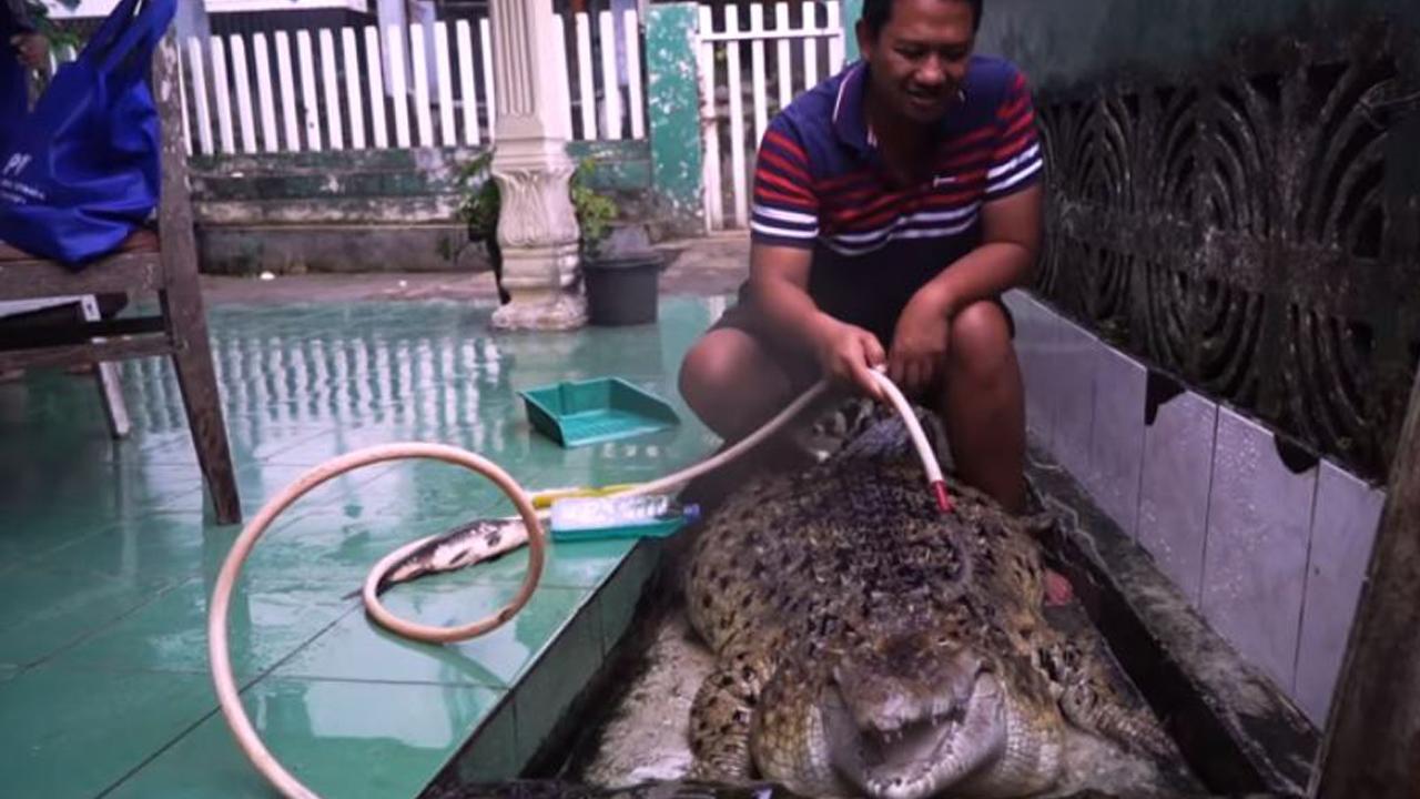 croc1280x720_386145