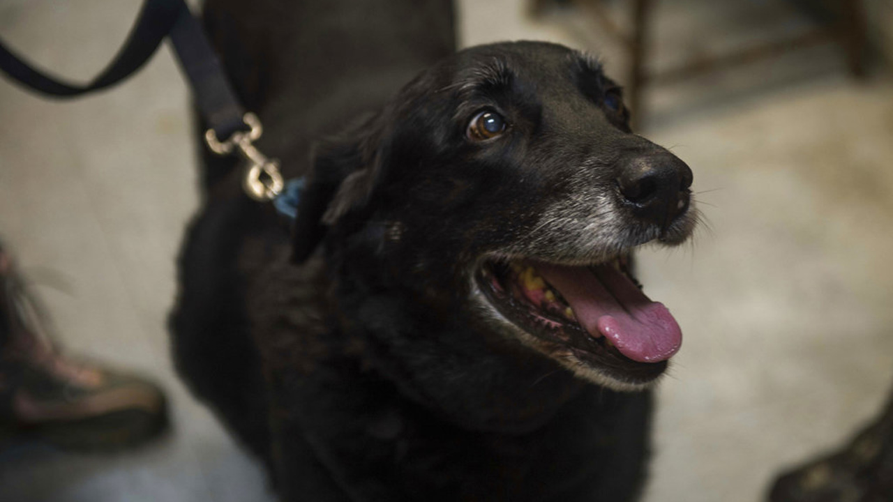 Family Dog Found_385940
