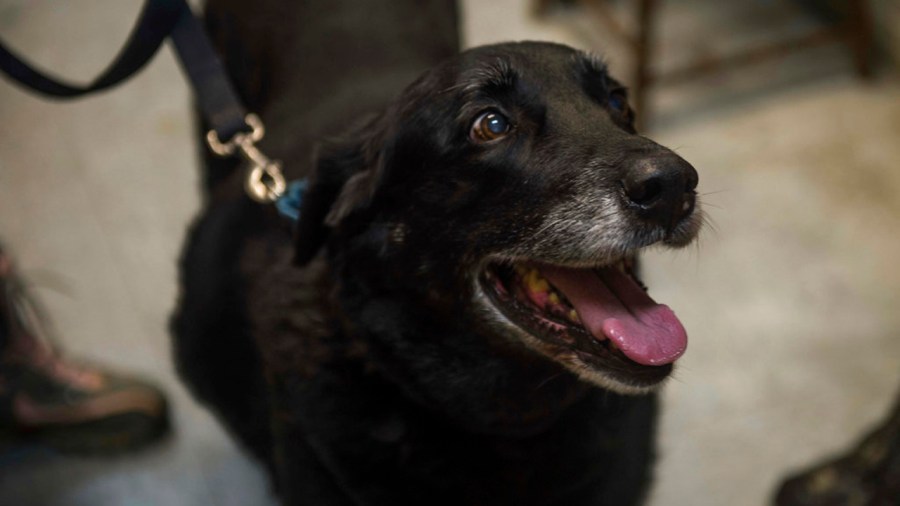 Family Dog Found_385940