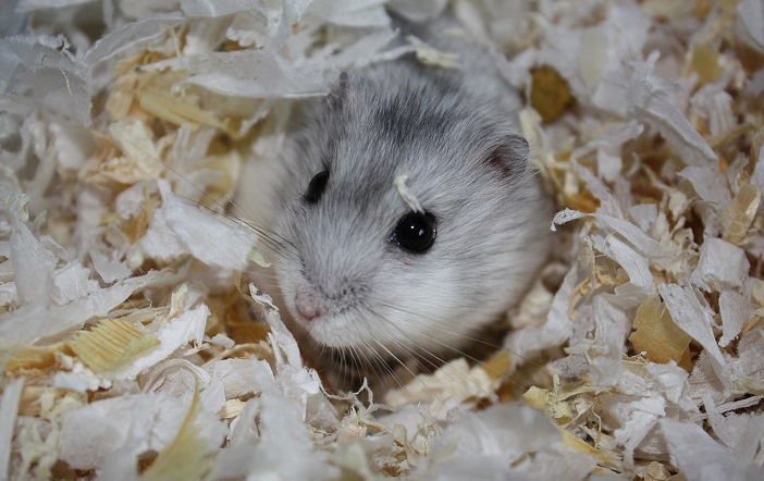 hamster_389451