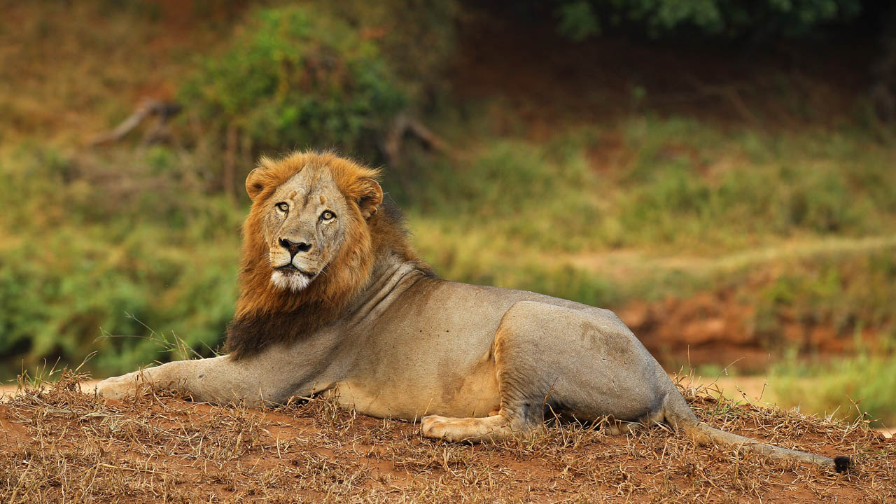 lion_391330