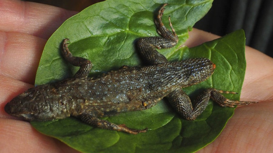 lizard lettuce_388653