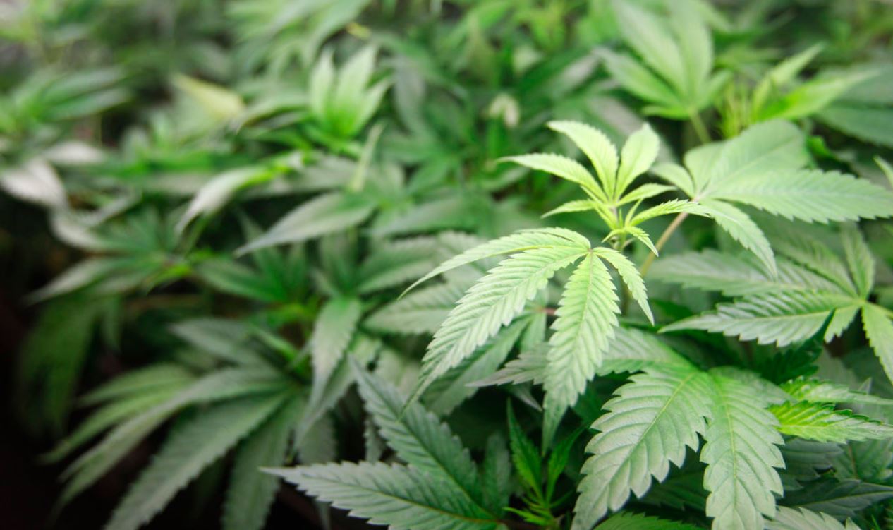 marijuana_376957