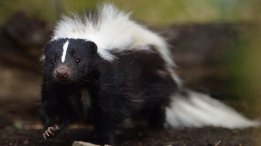 skunk_395424