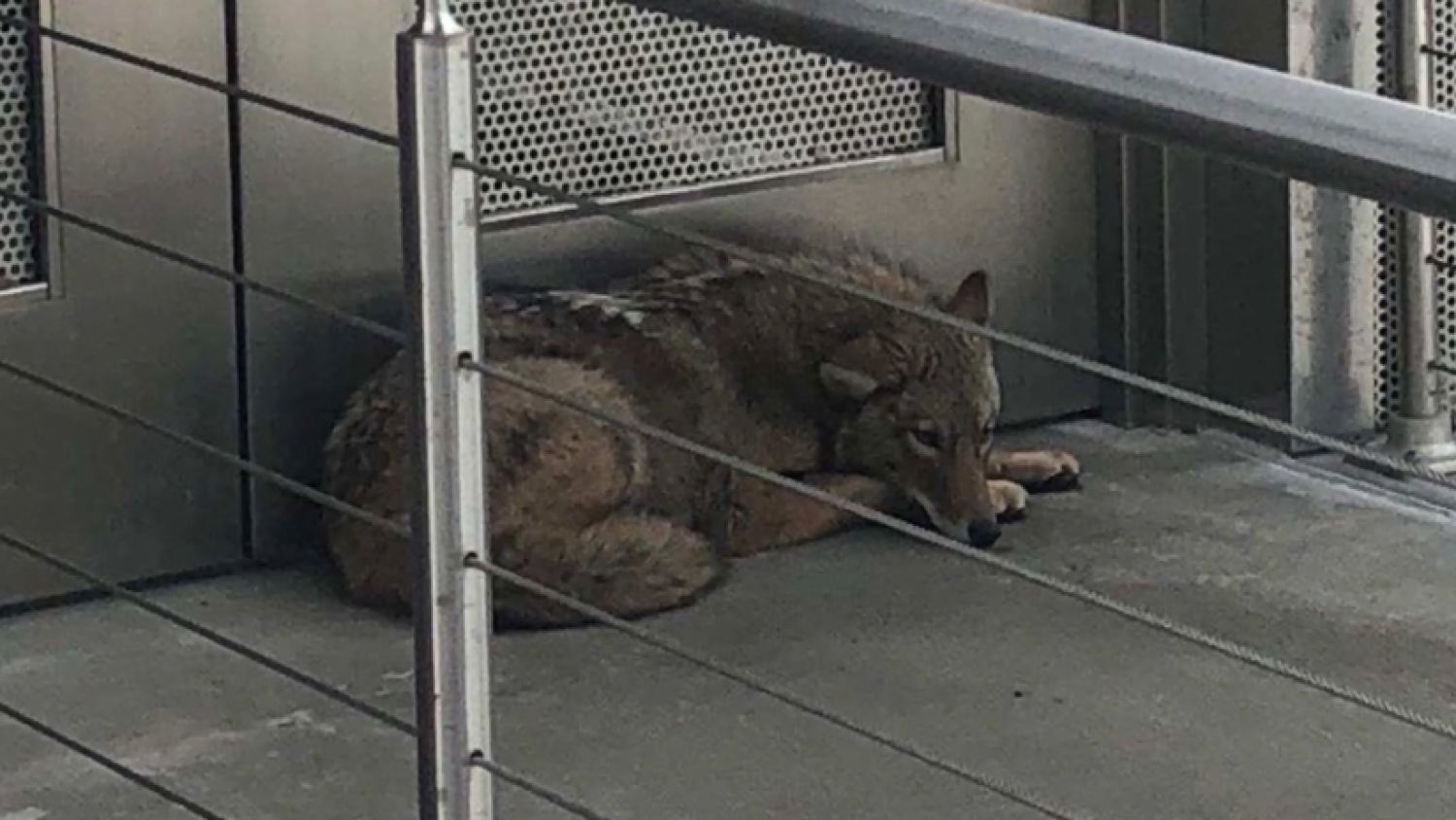 NC_coyote0328_1500x845_1522321447577.jpg