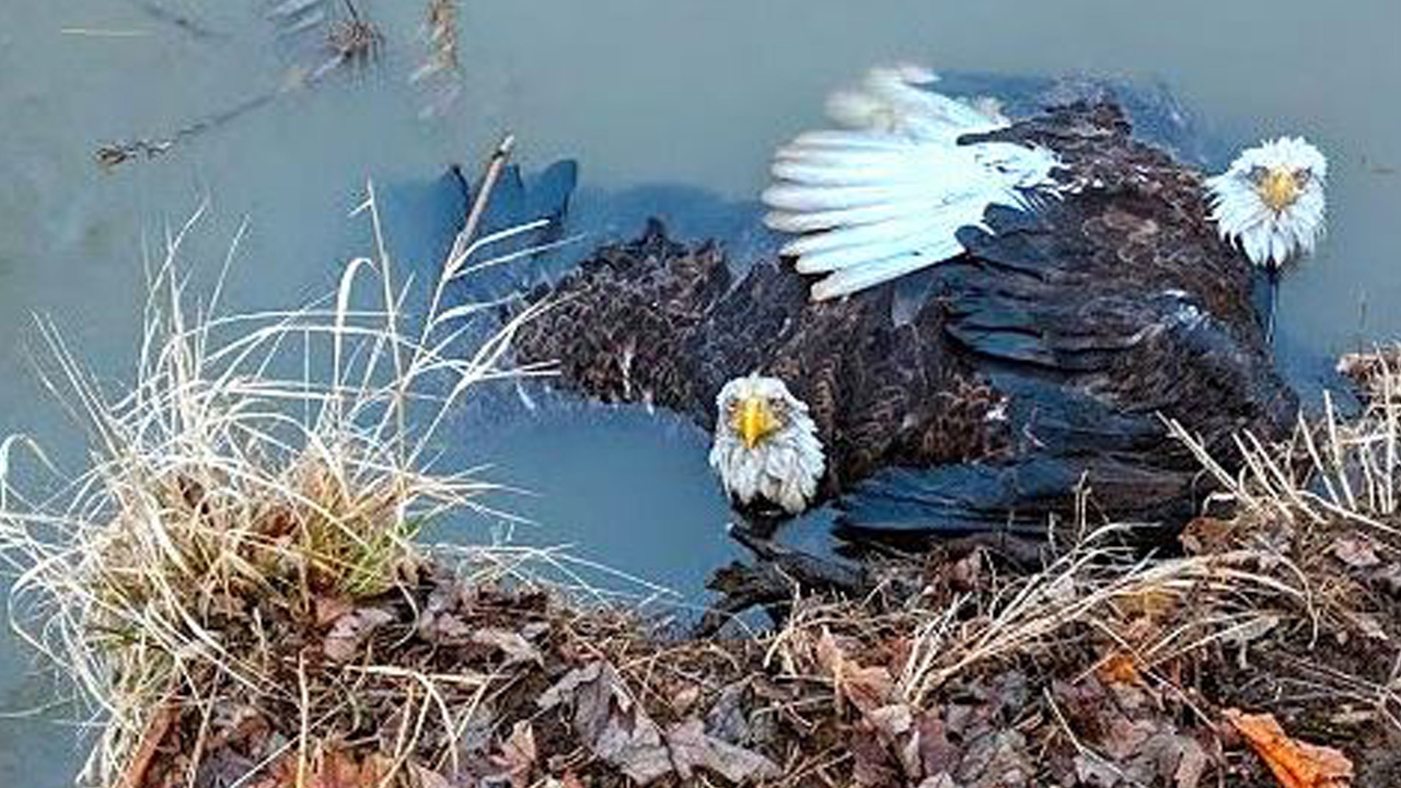 eaglesfight_398017