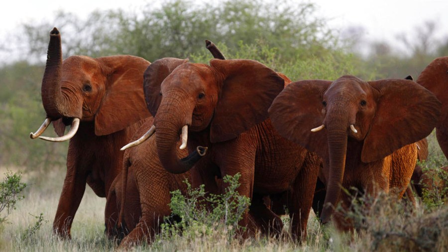 elephants_399627