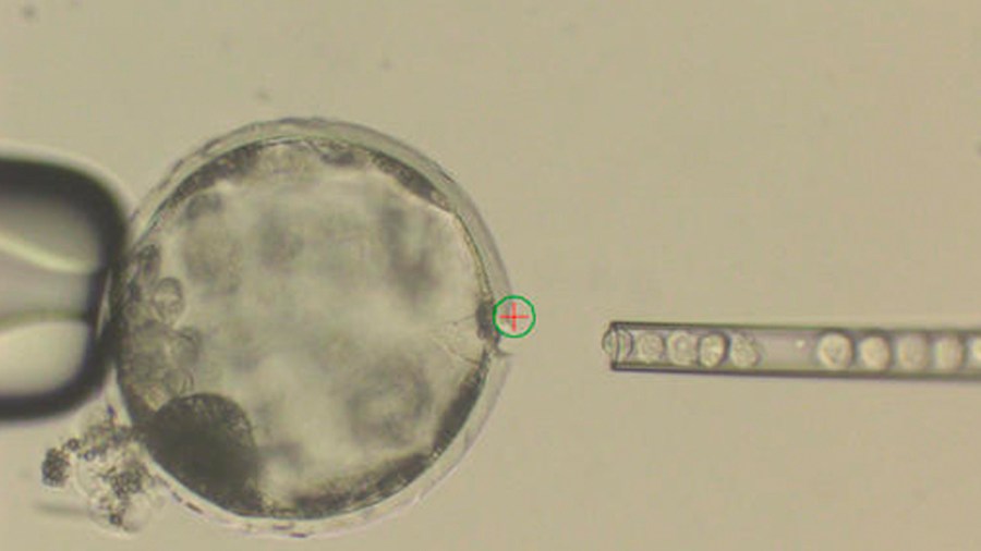 embryoweb_339978