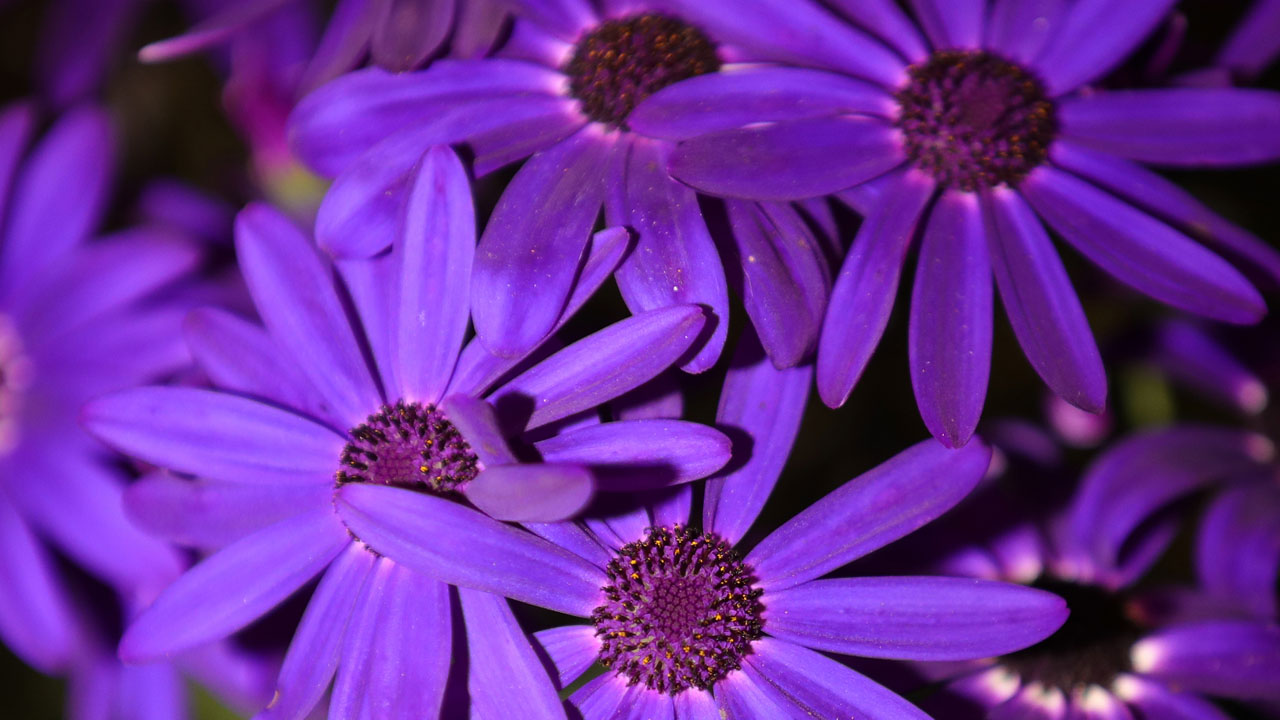 flower_401320