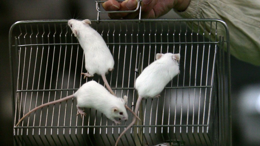 Rats And Mice In A Medical School Laboratory_398052