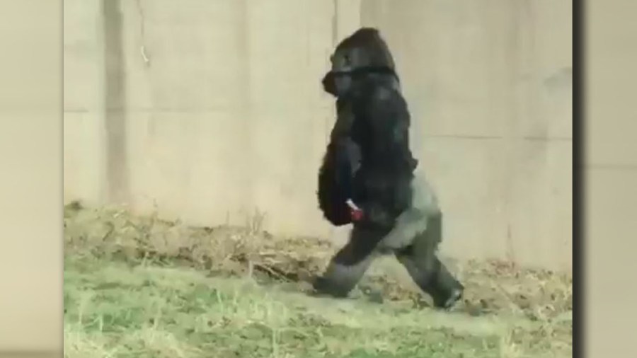 gorillawalks (Not for reuse)_402772