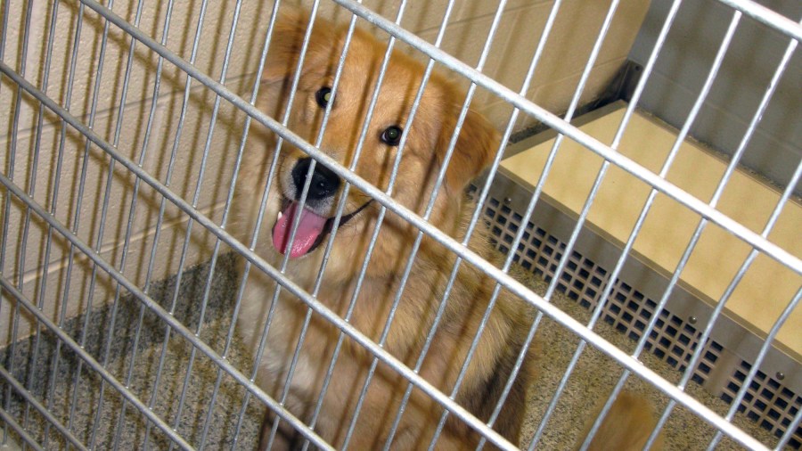 Pets-Shelter Music_242183