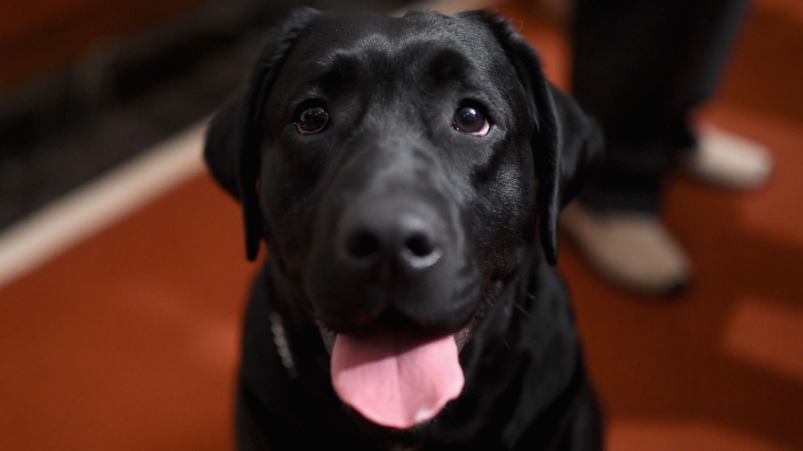 labrador retriever_402226