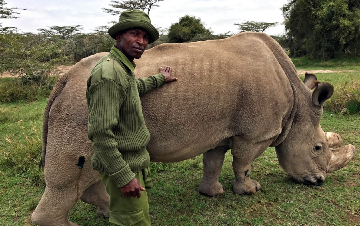 last rhino_398265