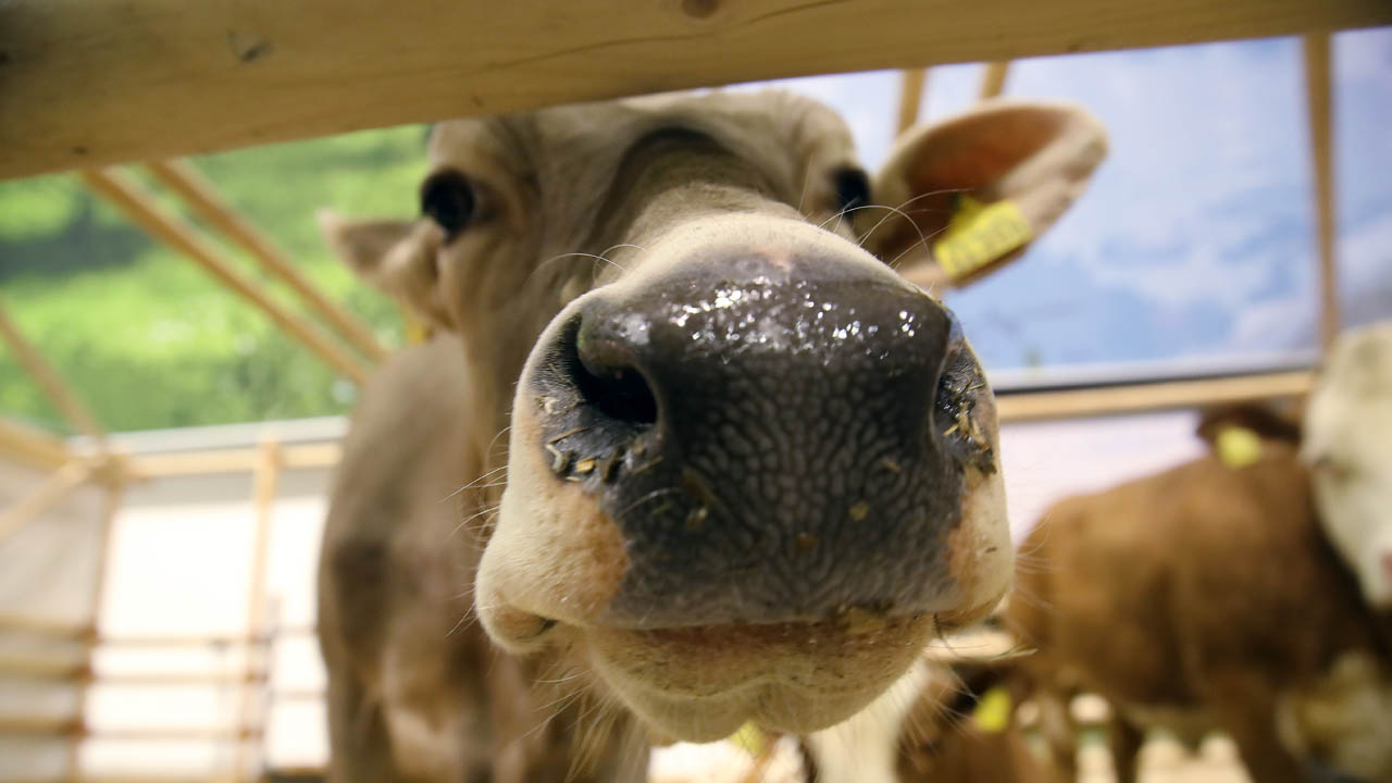 manure_400535