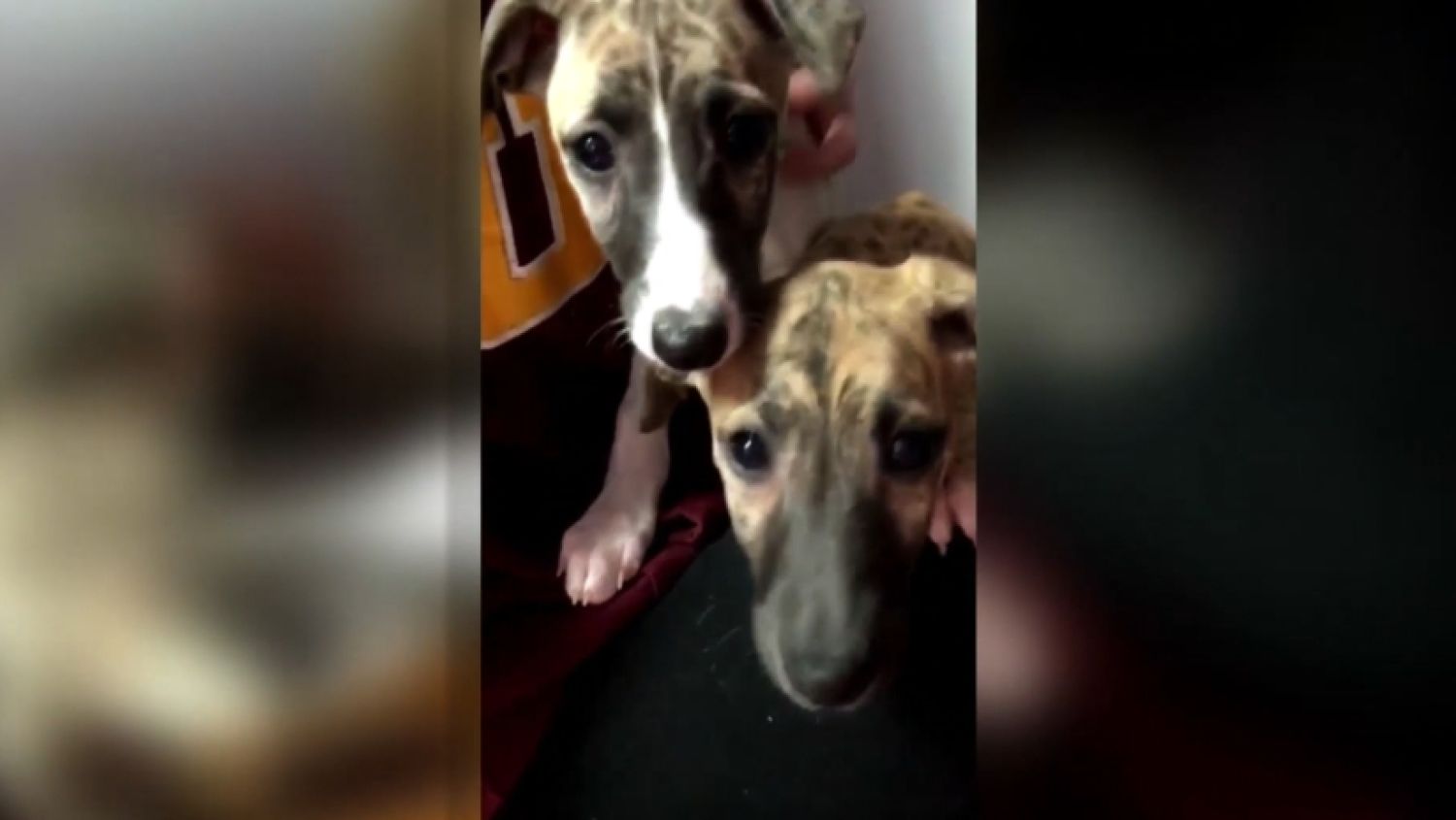 NC_puppymixup0319_1500x845_402797