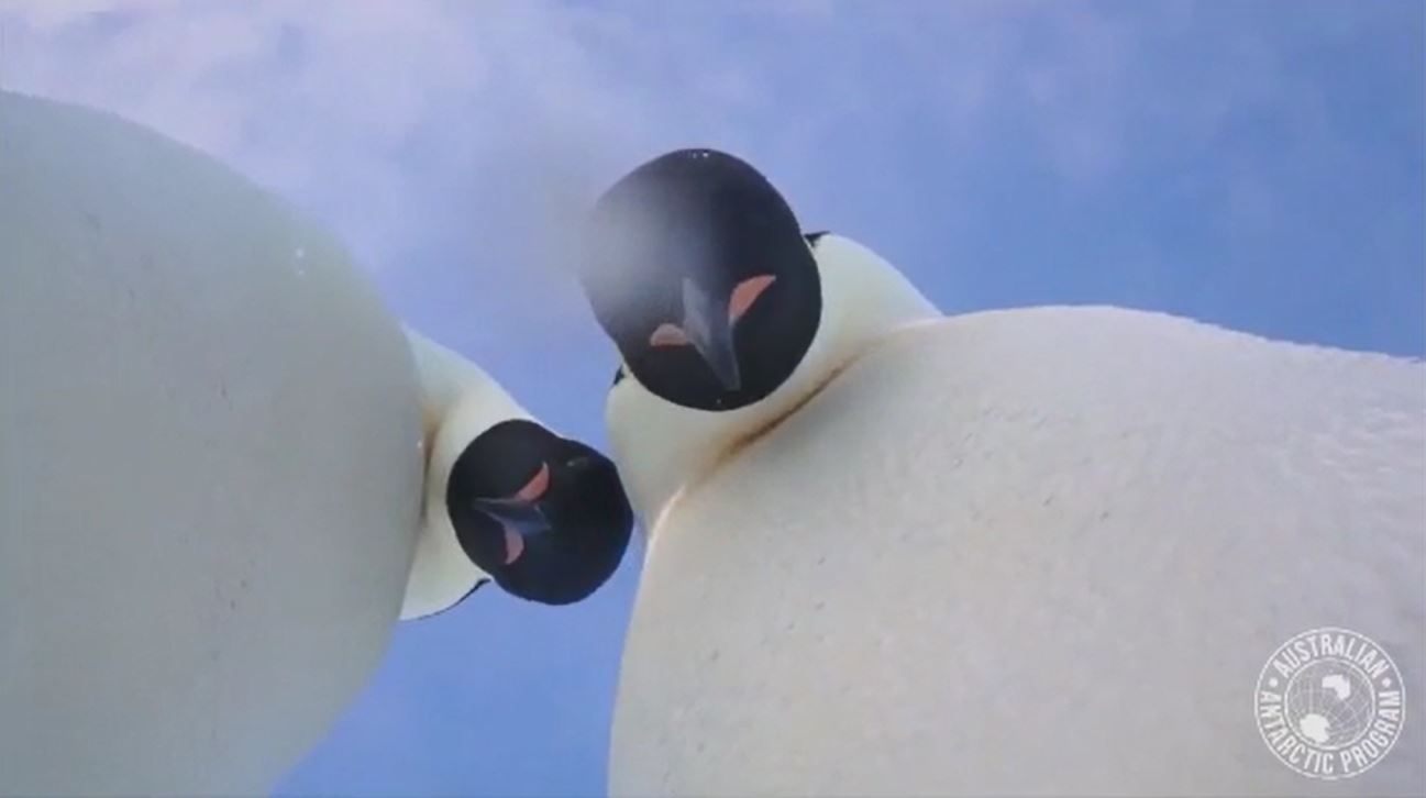 penguins_400453