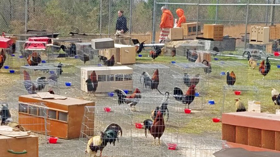 prison-roosters_404306