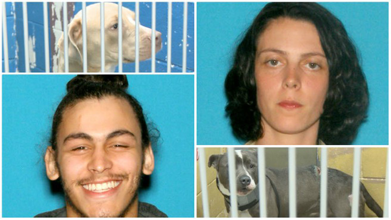 providence-dogs-stabbed_399895