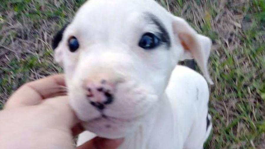 r-pasco-puppy-shot-mug-back_400195