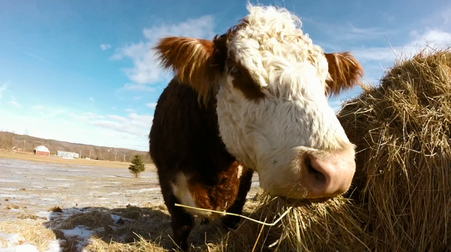 seeing-eye-cow-2_402278