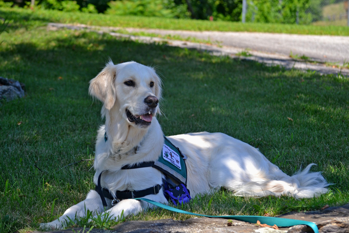 service-dog-2098366_1920-1_398147