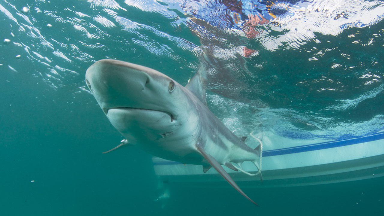 shark-newsdesk_398620