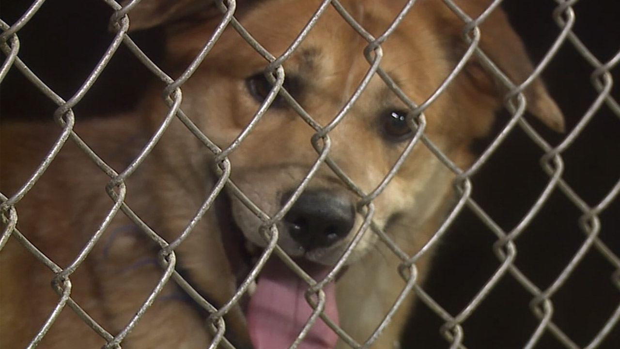 shelter-dog_213543
