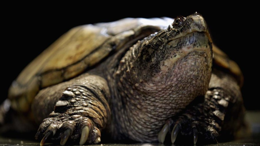 snapping turtle_402313