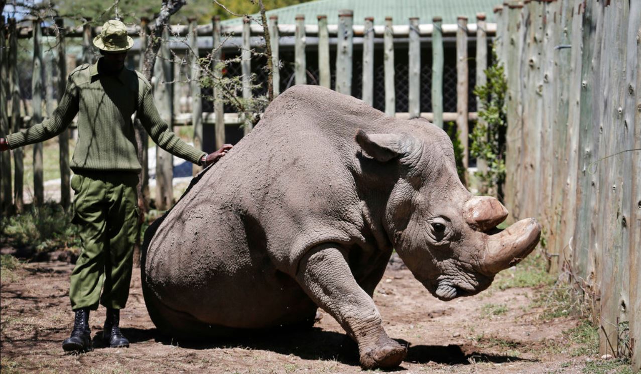 sudan_403012