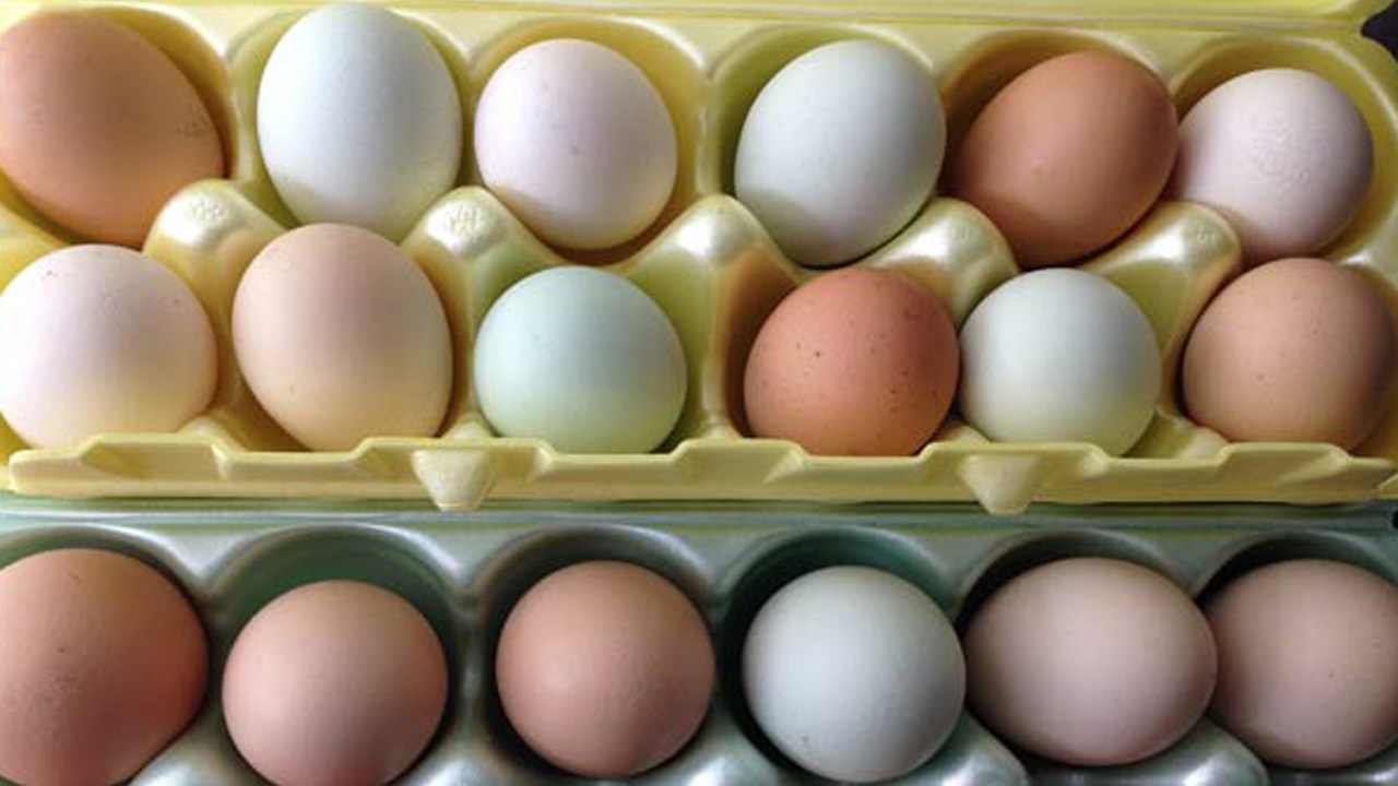 eggsweb_109560