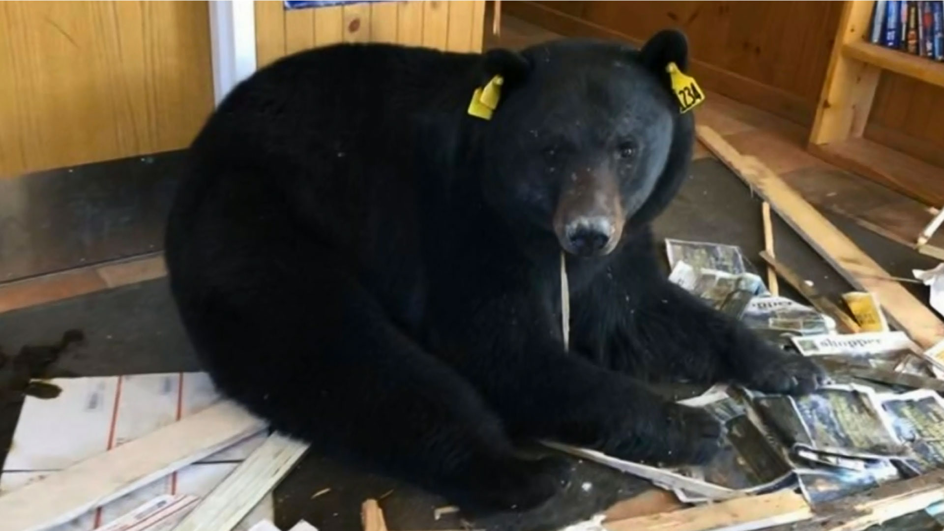 bear-post-officew_1526819302870.jpg