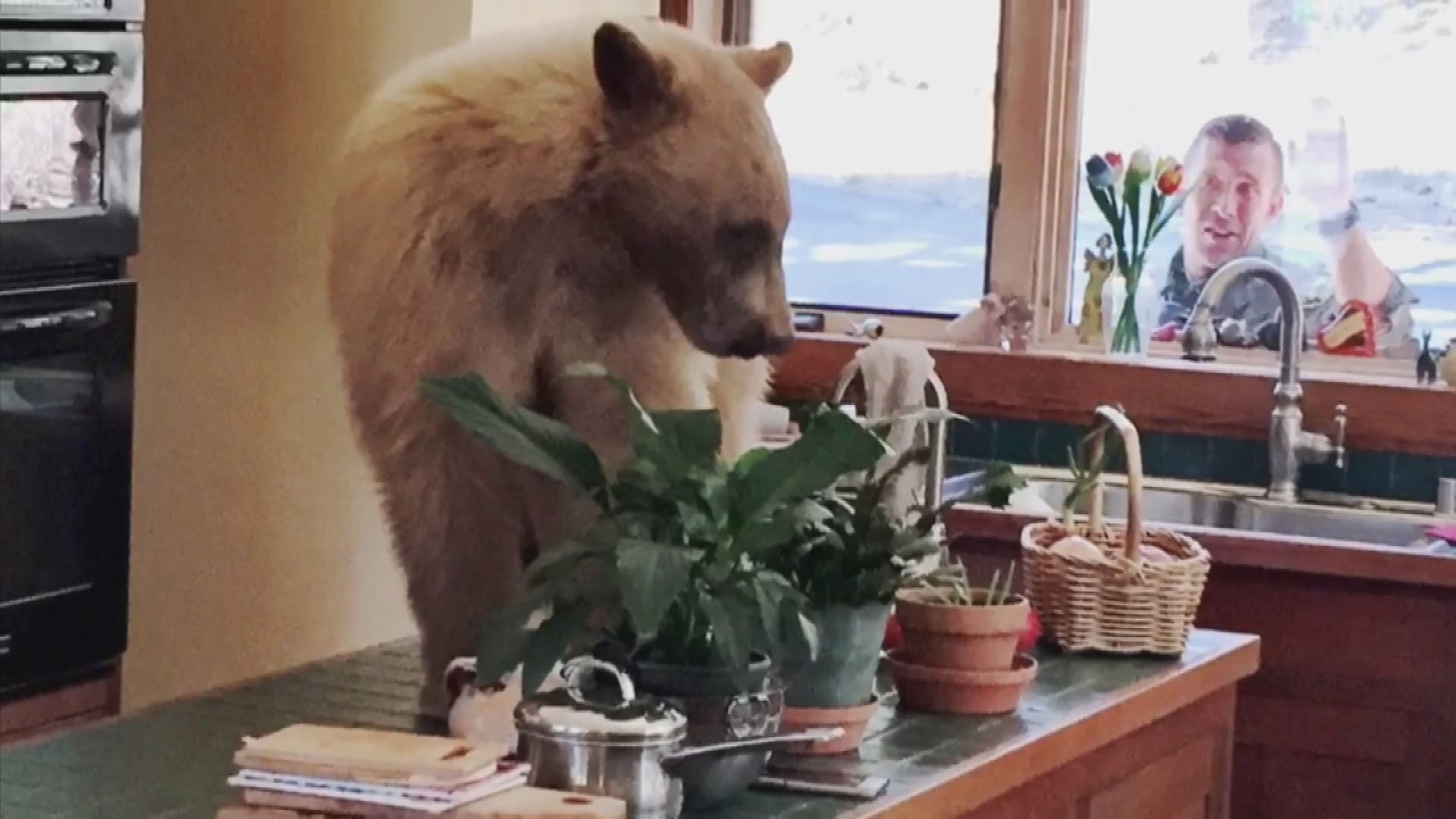 bear breaks into tahoe home_1525445652259.jpg-846653543.jpg