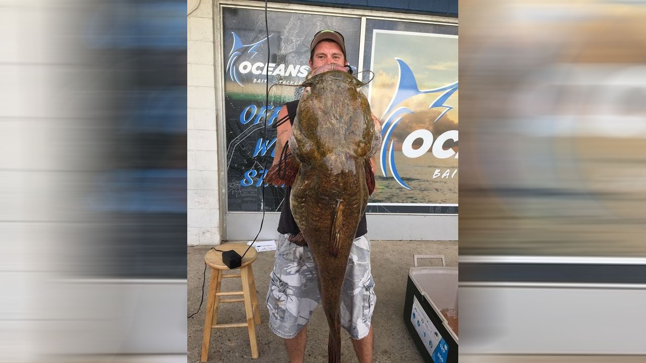 catfish_1527649804858.jpg