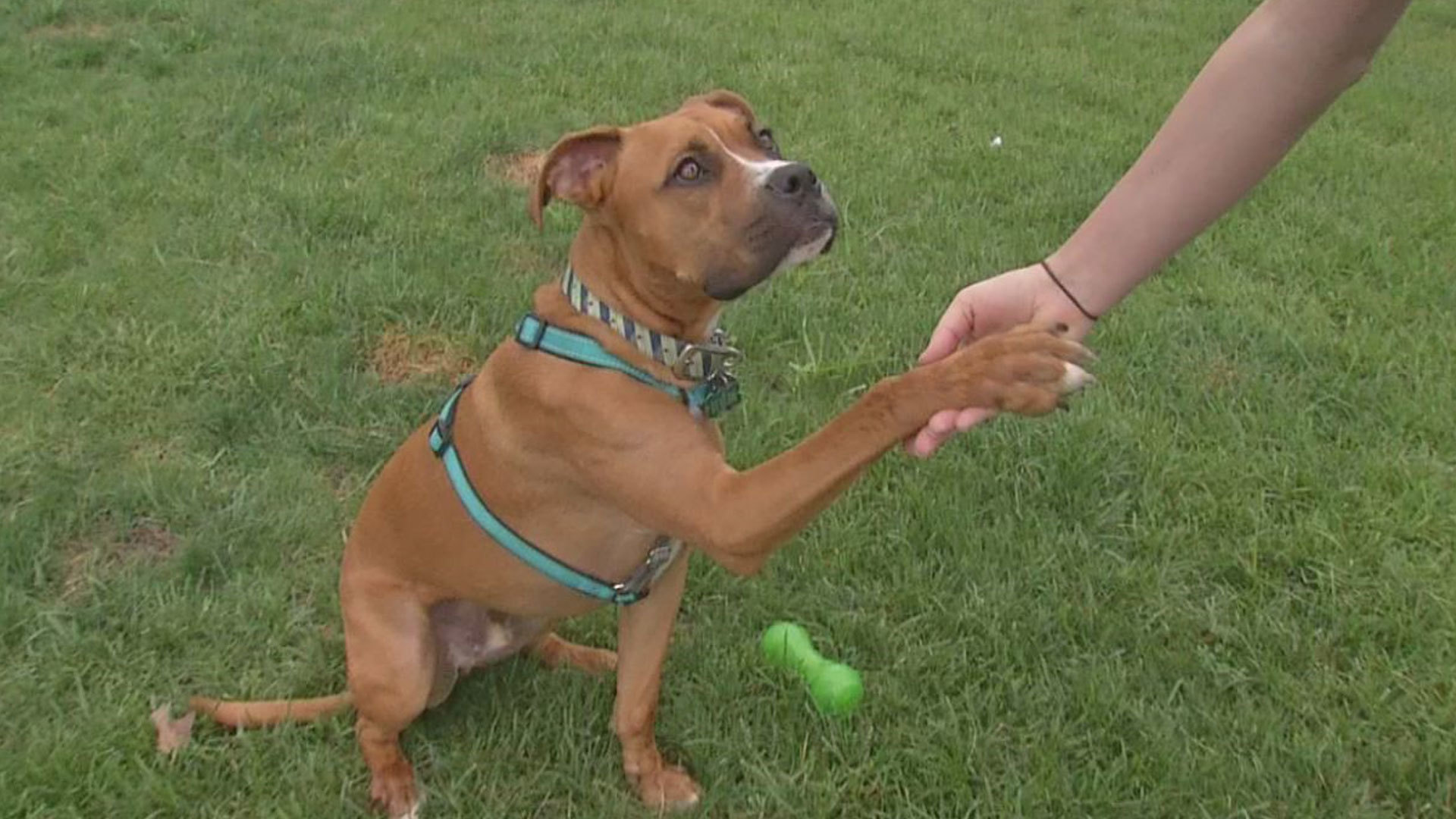 Max_s_Mission__Energetic__lovable_boxer__1_20180624134252