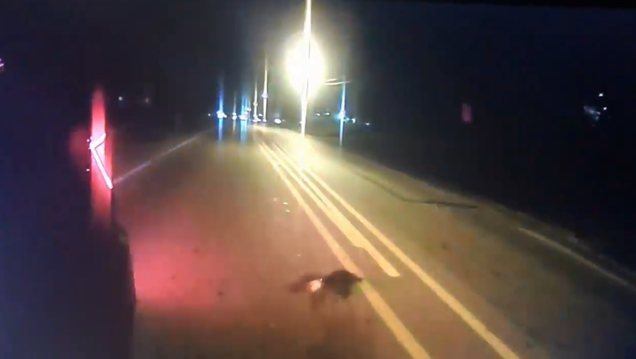 Raccoon still_1530283834978.jpg.jpg
