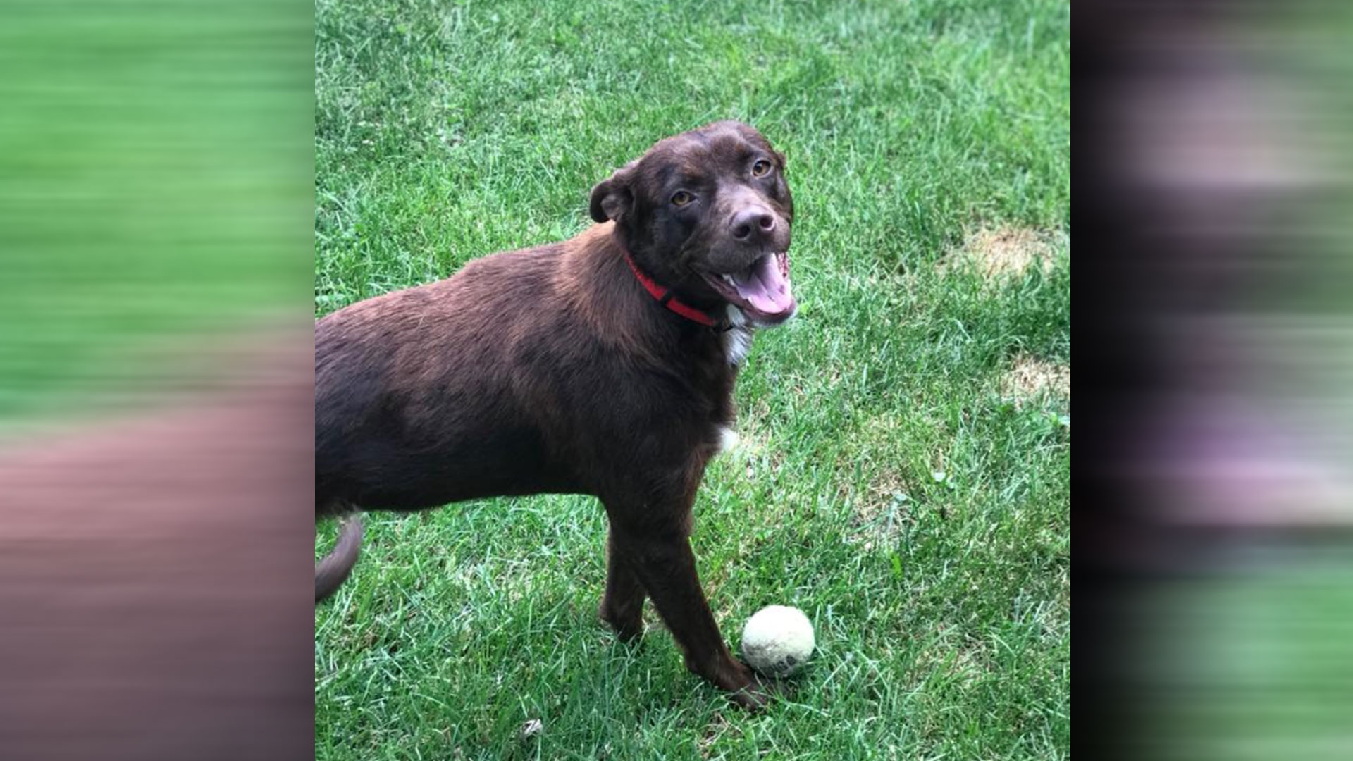 coco_1528629617223.jpg