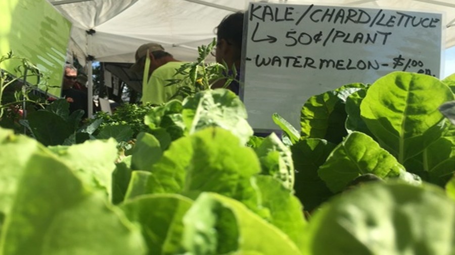 farmers-market_1528145015111.jpg