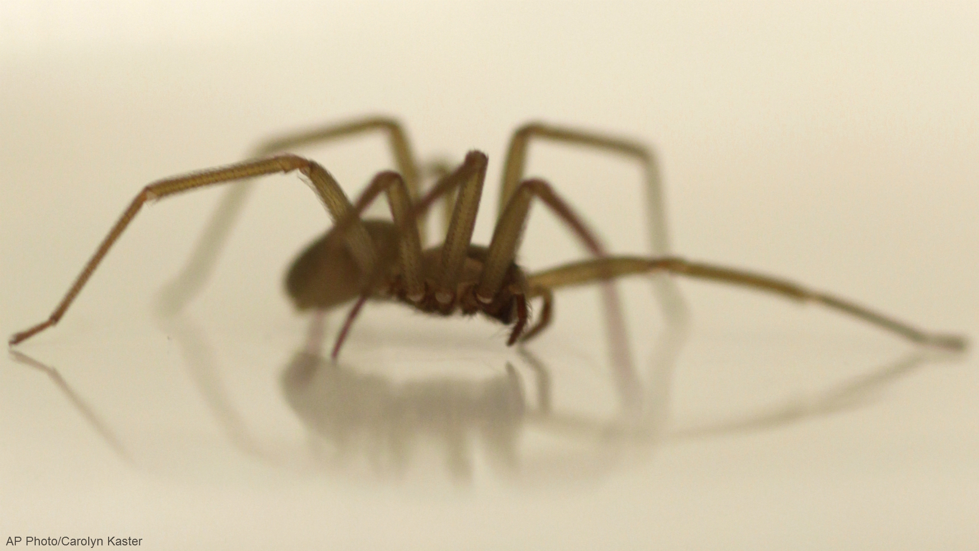 generic brown recluse spider_1529356551640.jpg-873702558.jpg