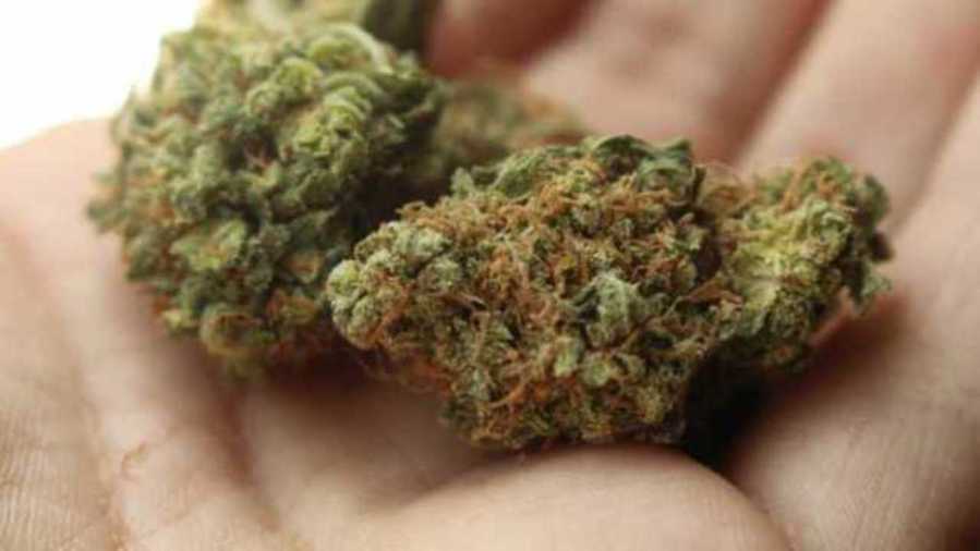 medical-marijuana-generic_1523455150117_39659819_ver1.0_1280_720_1524173293472.jpg