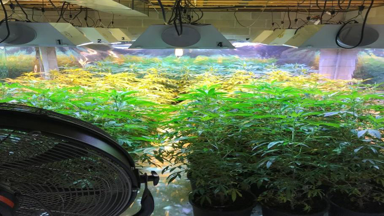 whitehall-marijuana-bust-1_1527864946368.jpg