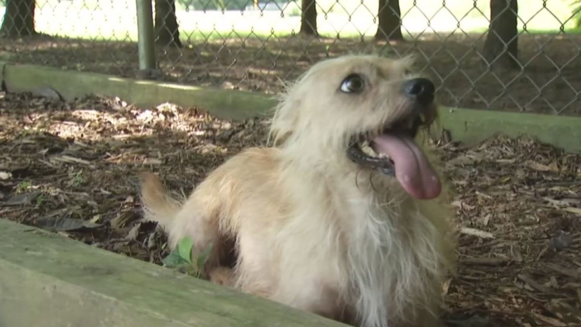 Max's Mission: 3-year-old terrier mix Malcolm up for adoption at Ross Co. Humane Society