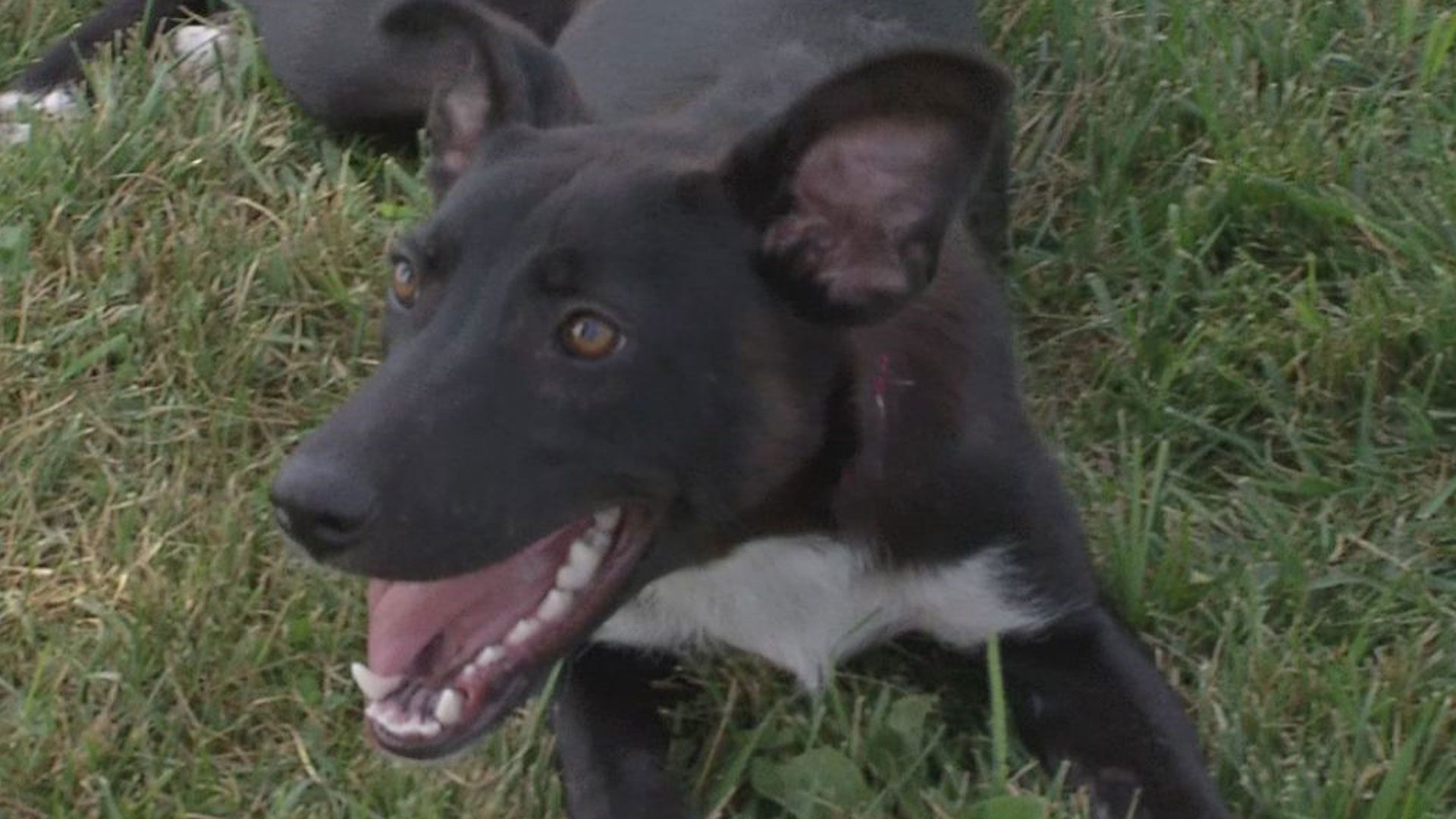 Max's Mission: Border Collie mix Brooklyn ready for adoption in Union Co.