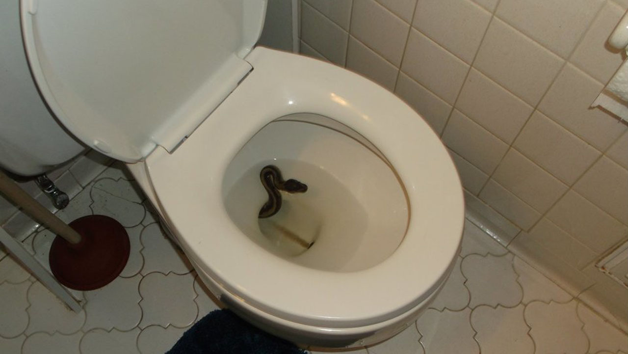 SNAKE TOILET_1532126305373.jpg.jpg